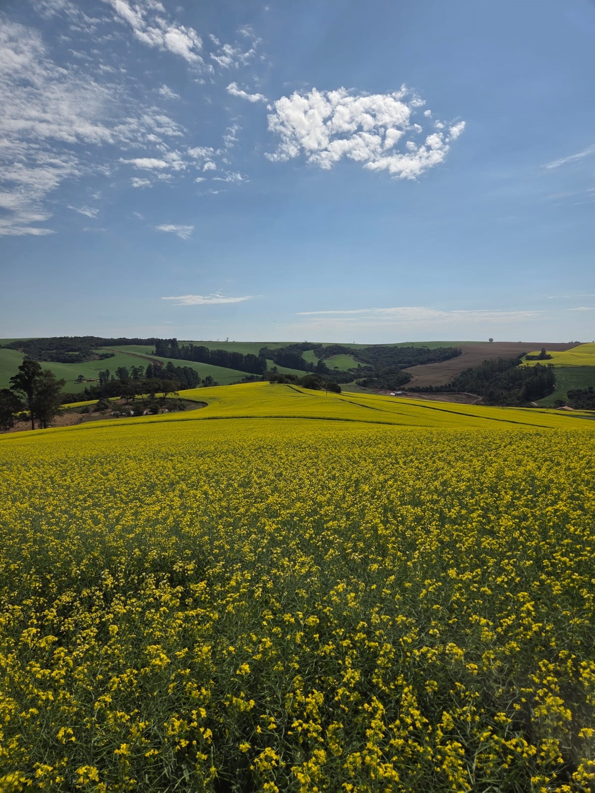 Caminhada da Canola - Conectado com a natureza, boa gastronomia e paisagens de tirar o fôlego!!!